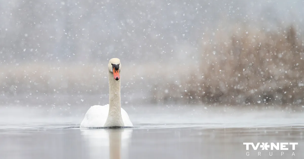 VIDEO ⟩ Bolderājā glābj ledū iesalušu gulbi