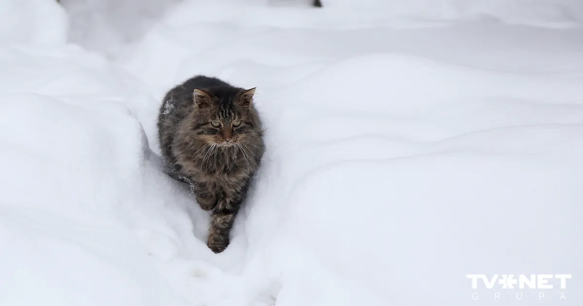 Dagdā fiksēts dziļākais sniegs valstī kopš 2024. gada februāra