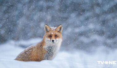 Latvijā gaidāms ziemas lielākais sals – sāks aizsalt Rīgas līcis