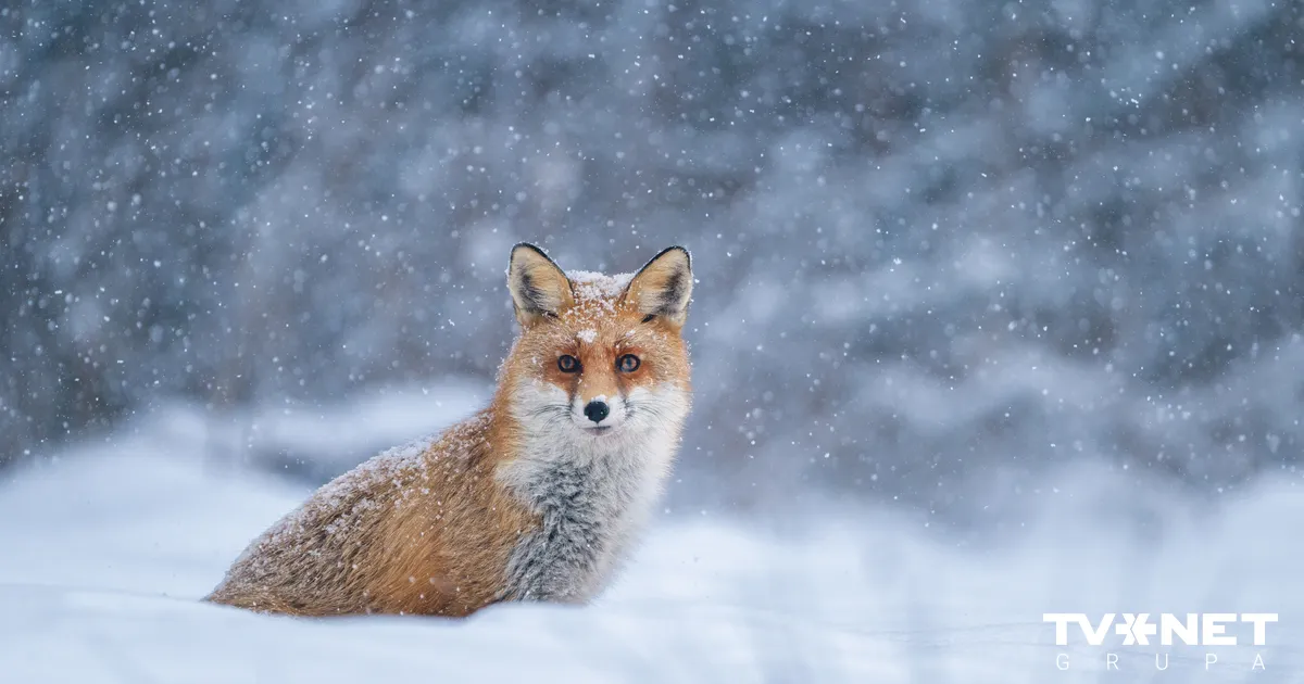 Latvijā gaidāms ziemas lielākais sals – sāks aizsalt Rīgas līcis