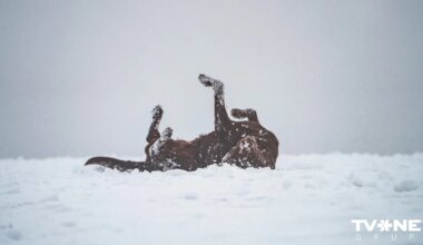 Trešdien spēcīgāk snigs Latgalē, Sēlijā un Zemgales dienvidos - TVNET - Laika ziņas