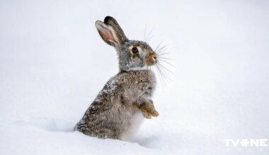 Dagdā uzsnigusi 40 centimetrus bieza sniega kārta