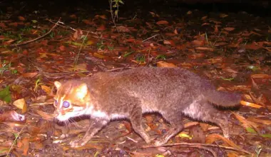 Taizemē pamanīts savvaļas kaķis, ko zinātnieki 30 gadus uzskatīja par izmirušu