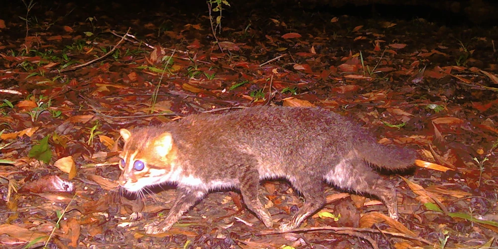 Taizemē pamanīts savvaļas kaķis, ko zinātnieki 30 gadus uzskatīja par izmirušu