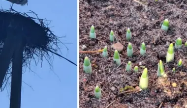 Kamēr daži vēl mežā meklē gailenes, citi jau vāzē liek pavasara ziedus. Kas īsti notiek ar Latvijas dabu?