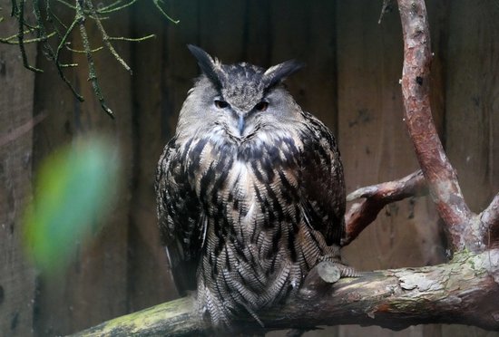 Aukstums, putenis, vējš un atkala – Jaungada dienā laikapstākļi nelutinās 