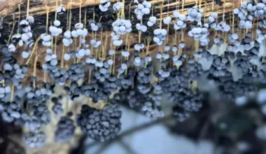 Gada gļotsēne 2026 - vīnogķekaru dzelksnīte