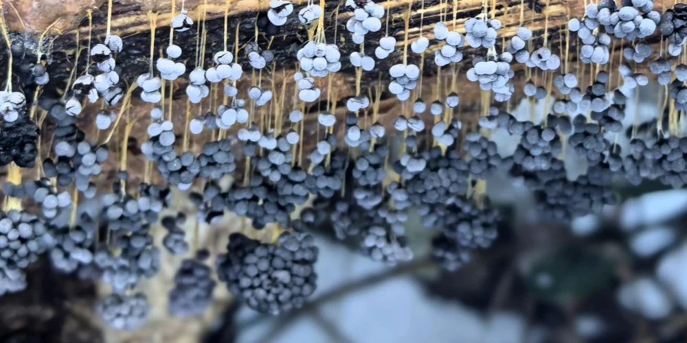 Gada gļotsēne 2026 - vīnogķekaru dzelksnīte