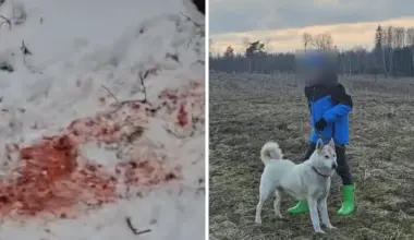 Medību laikā Aknīstes pagastā vilki saplosījuši dzinējsuni Kāru