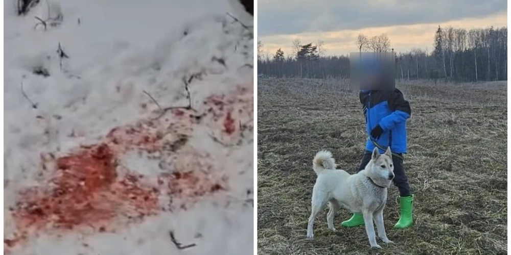 Medību laikā Aknīstes pagastā vilki saplosījuši dzinējsuni Kāru