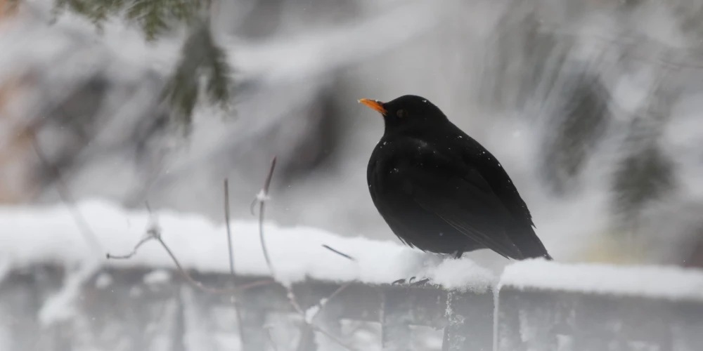 Sestdien daudzviet gaidāms sniegs - Jauns.lv