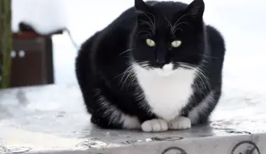 Jaunnedēļ Latvijā saglabāsies ziemīgi laikapstākļi