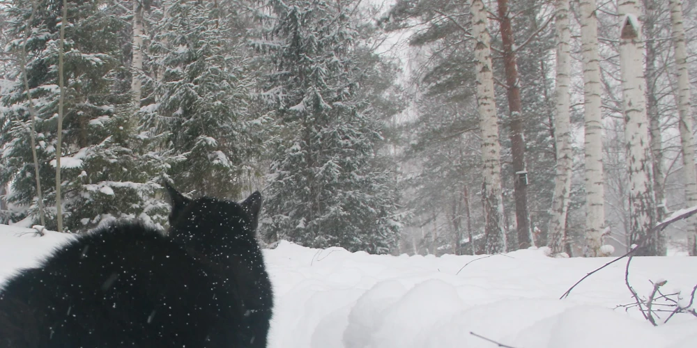 Aukstums neatkāpjas - gaisa temperatūra varētu pazemināties līdz -30 grādiem - Jauns.lv