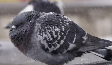 Sals kļūs nepatīkamāks. Laika prognoze trešdienai - Jauns.lv