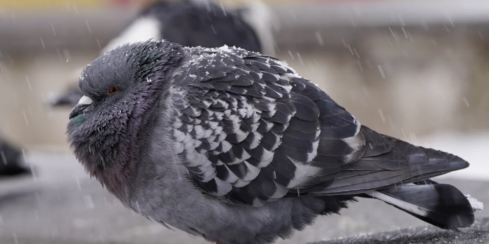 Sals kļūs nepatīkamāks. Laika prognoze trešdienai - Jauns.lv