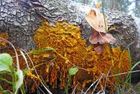 Gada gliemja godā celta Atlantijas maktrgliemene, gada gļotsēne ir vīnogķekaru dzelksnīte