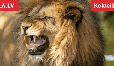 Šo četru zodiaka zīmju dzīvēs sākas “melnā svītra” – tās jau sāk saskarties ar nopietniem dzīves pavērsieniem