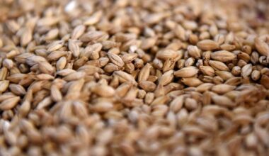 Krievijas graudaugu tranzīts caur Latviju pērn samazinājies 2,9 reizes :: Dienas Bizness