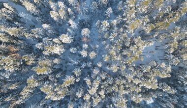 Ingka Investments pabeidz darījumu ar Sodra par meža zemju iegādi Latvijā un Igaunijā :: Dienas Bizness