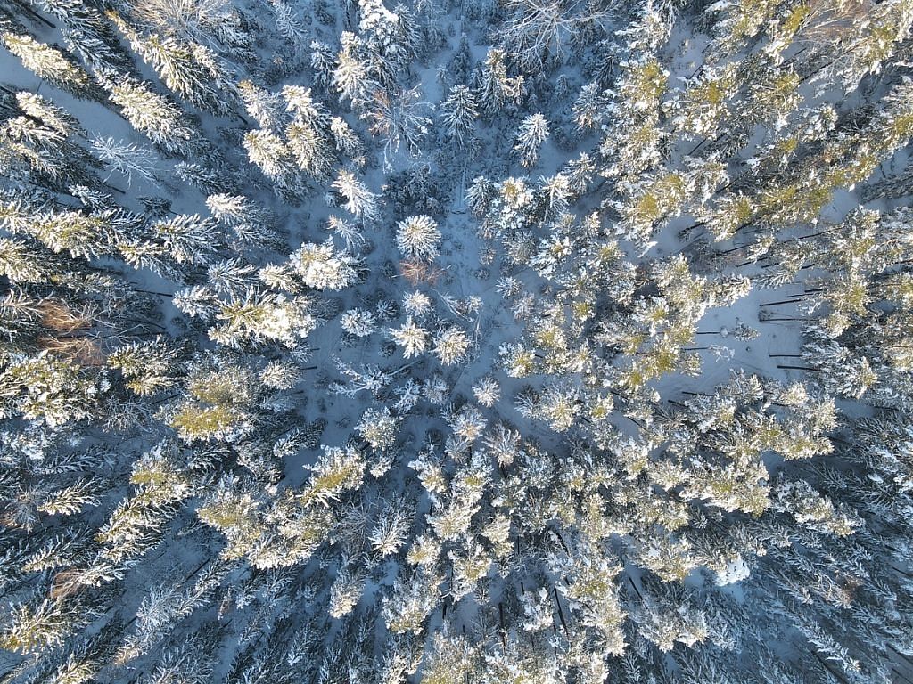 Ingka Investments pabeidz darījumu ar Sodra par meža zemju iegādi Latvijā un Igaunijā :: Dienas Bizness