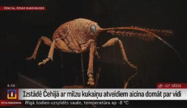Izstādē Čehijā ar milzu kukaiņu atveidiem aicina domāt par vidi / 29.01.2026 / Ieraksts / REplay.lv