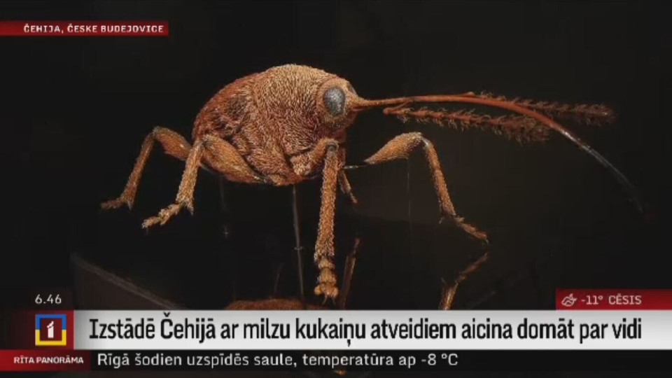 Izstādē Čehijā ar milzu kukaiņu atveidiem aicina domāt par vidi / 29.01.2026 / Ieraksts / REplay.lv