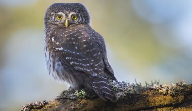 Latvijas Ornitoloģijas biedrība par 2026. gada putnu izziņo apodziņu