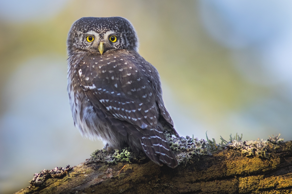 Latvijas Ornitoloģijas biedrība par 2026. gada putnu izziņo apodziņu