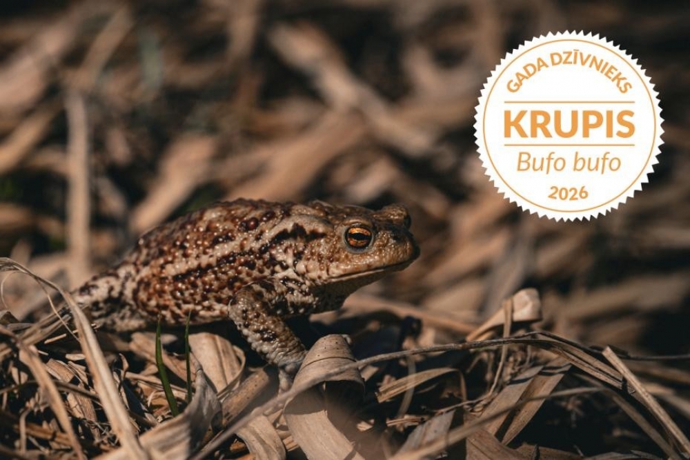 Dabas muzejs par Gada dzīvnieku 2026 izvēlas parasto krupi