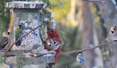 Aicina stundu skaitīt ziemojošos putnus pie barotavām