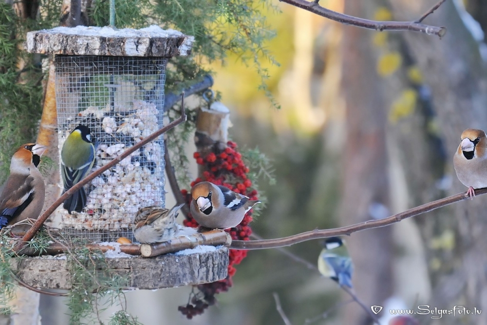 Aicina stundu skaitīt ziemojošos putnus pie barotavām