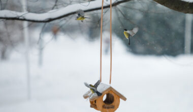 FOTO. Iedzīvotāji steidz dalīties ar puteņa bildēm