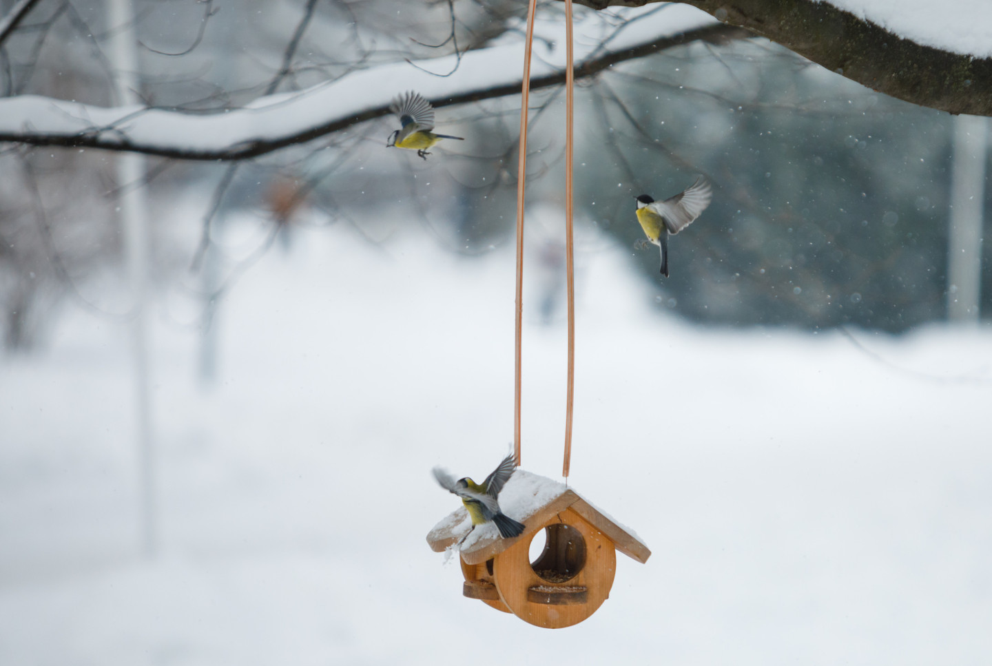 FOTO. Iedzīvotāji steidz dalīties ar puteņa bildēm