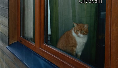 Suzanna debijas albums 'Cilvēkam': apskats un viedoklis