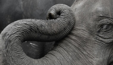 Indijā zilonis nogalinājis jau 20 cilvēkus – meklēšana turpinās