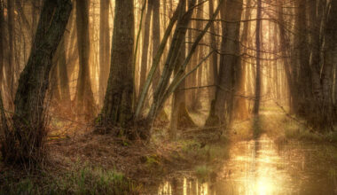 Noslēpumainā karavīra nāve Polijas purvā