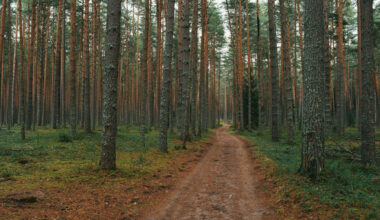 Šauļu rajonā atrasts miris pāris – izmeklēšanas jaunumi