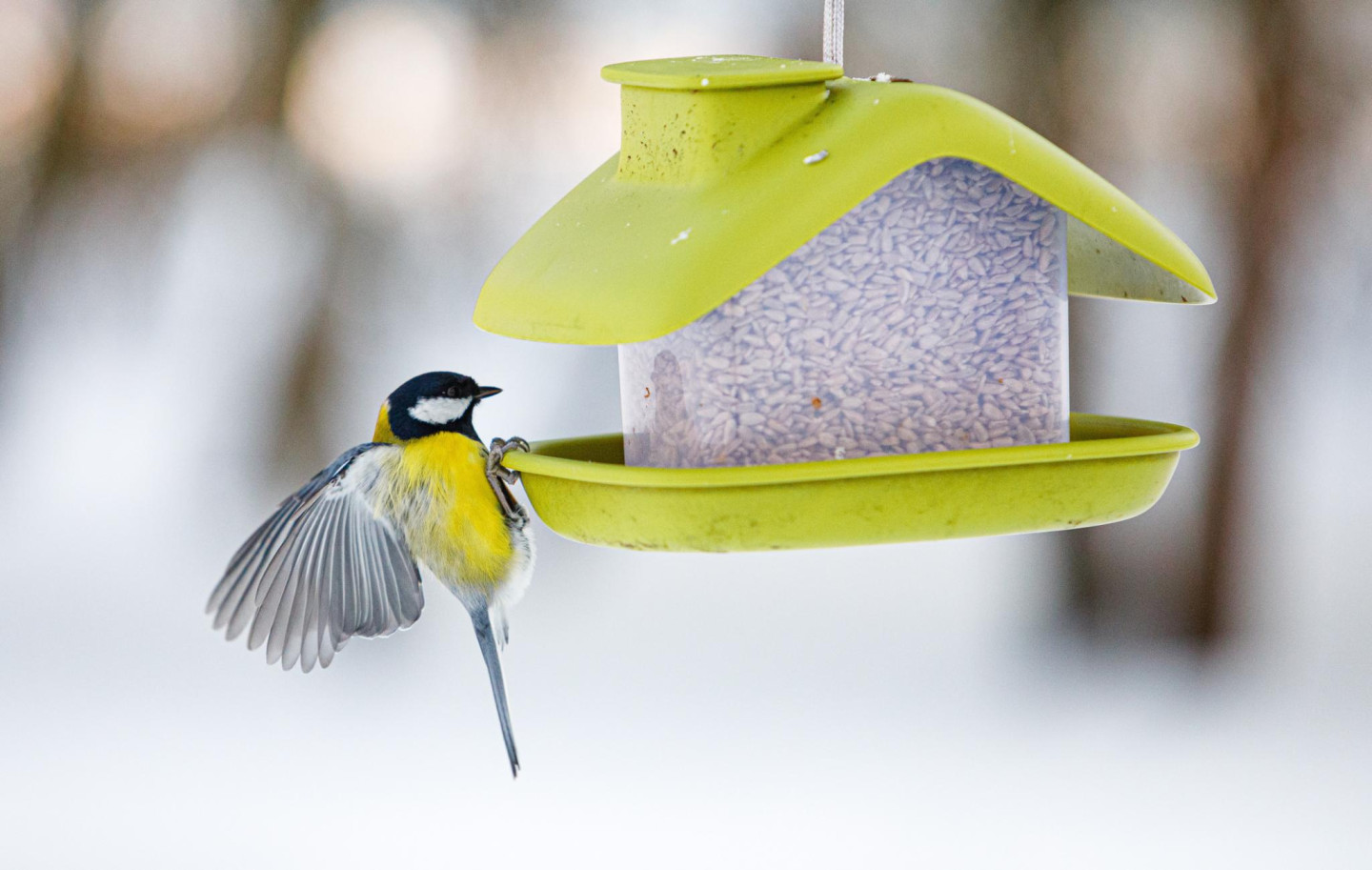 Sibīrijas sprādziens: Eiropā gaidāms spēcīgs aukstuma vilnis