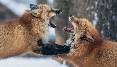 Ceturtdien debesis aizklās mākoņi
