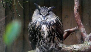 Aukstums, putenis, vējš un atkala – Jaungada dienā laikapstākļi nelutinās