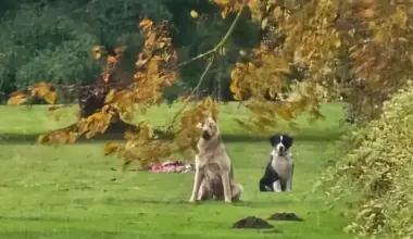 Bauskas novadā trīs suņu nošaušanas lieta: Apsūdzības trīs pašvaldības policistiem un vienai privātpersonai