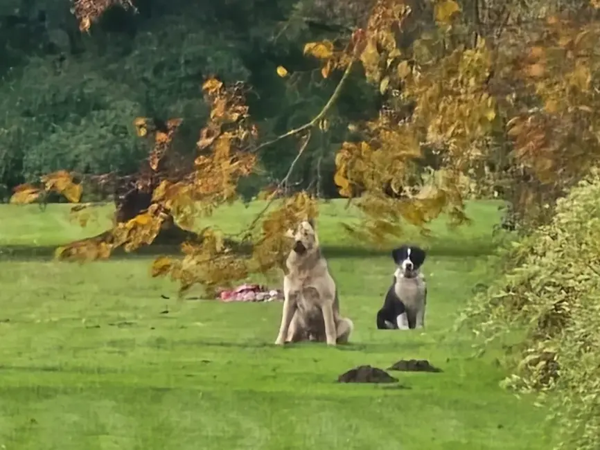 Bauskas novadā trīs suņu nošaušanas lieta: Apsūdzības trīs pašvaldības policistiem un vienai privātpersonai
