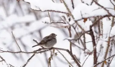 Dabas vērotājs Vilis Bukšs prognozē janvāri: gaidāms gan sals, gan atkušņi