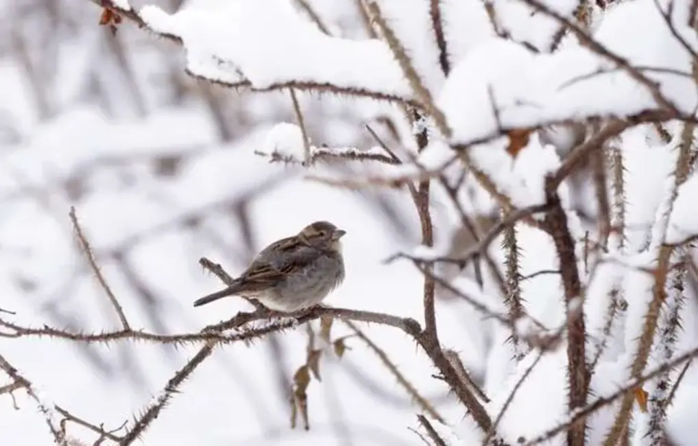 Dabas vērotājs Vilis Bukšs prognozē janvāri: gaidāms gan sals, gan atkušņi