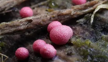 Dabasdati.lv lietotāji pērn atklājuši 67 jaunas sugas Latvijā