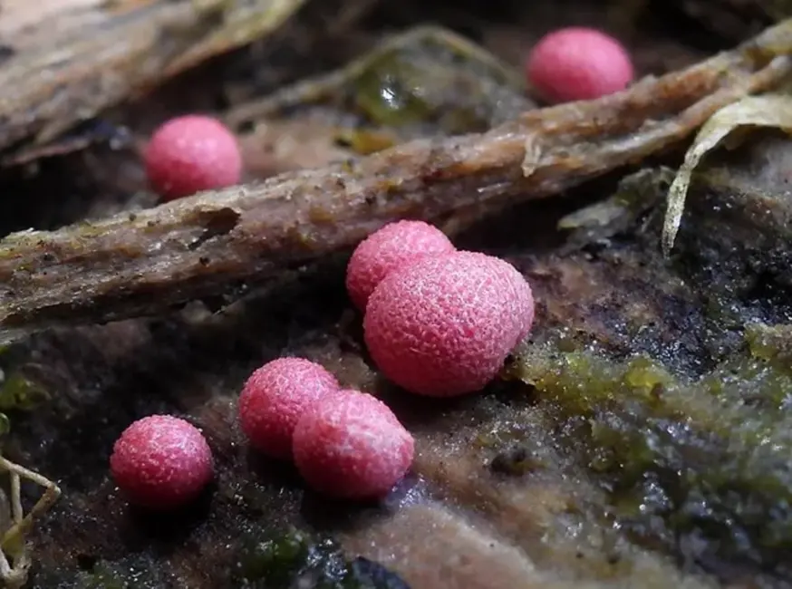 Dabasdati.lv lietotāji pērn atklājuši 67 jaunas sugas Latvijā