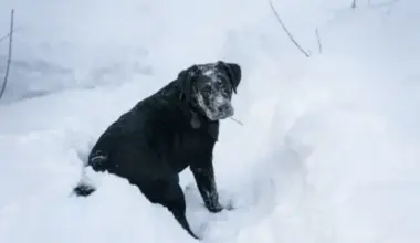 Dagdas novērojumu stacijā sniega dziļums sasniedz 33 centimetrus