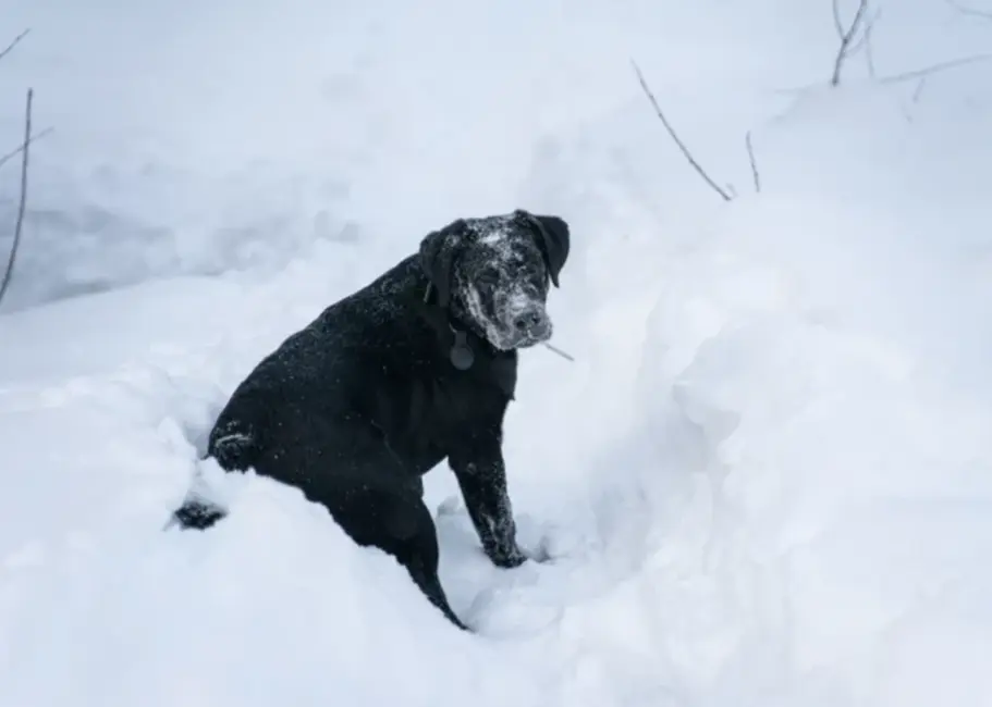 Dagdas novērojumu stacijā sniega dziļums sasniedz 33 centimetrus