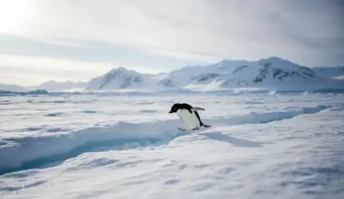 Interneta sensācija: Pingvīna vientuļā pastaiga no 2007. gada dokumentālās filmas atdzīvojas digitālajā pasaulē