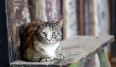 Jūrmalā turpinās klaiņojošu dzīvnieku izķeršana un aprūpe 2026. gadā